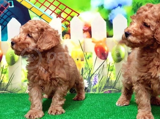 Resmi̇ Üreti̇ci̇den Toy Poodle Yavrular görsel