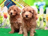 Resmi̇ Üreti̇ci̇den Toy Poodle Yavrular