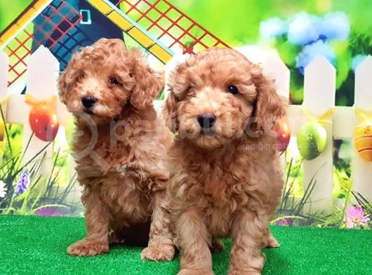 Resmi̇ Üreti̇ci̇den Toy Poodle Yavrular görsel