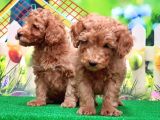 Resmi̇ Üreti̇ci̇den Toy Poodle Yavrular