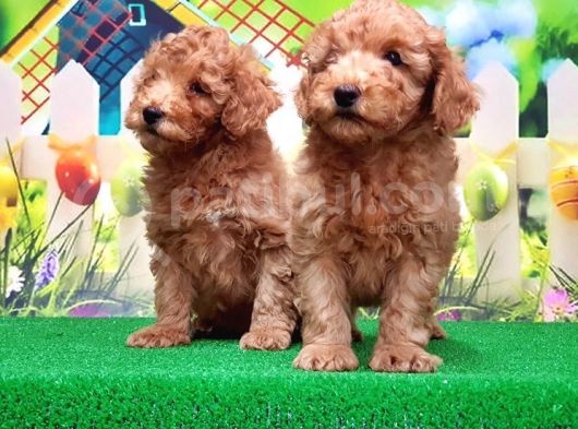 Resmi̇ Üreti̇ci̇den Toy Poodle Yavrular görsel