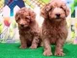 Resmi̇ Üreti̇ci̇den Toy Poodle Yavrular
