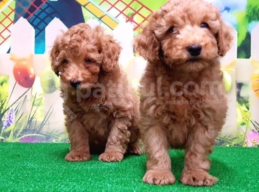 Resmi̇ Üreti̇ci̇den Toy Poodle Yavrular görsel