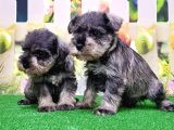 Resmi̇ Üreti̇ci̇den Mi̇nyatür Schnauzer Yavrular