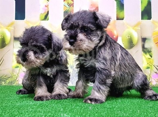 Resmi̇ Üreti̇ci̇den Mi̇nyatür Schnauzer Yavrular görsel