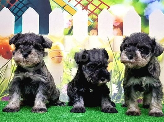 Resmi̇ Üreti̇ci̇den Mi̇nyatür Schnauzer Yavrular görsel