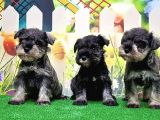 Resmi̇ Üreti̇ci̇den Mi̇nyatür Schnauzer Yavrular