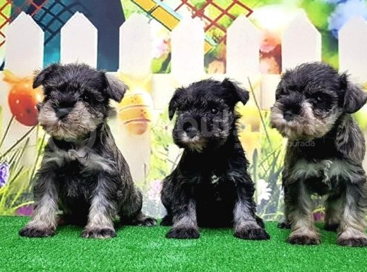 Resmi̇ Üreti̇ci̇den Mi̇nyatür Schnauzer Yavrular görsel