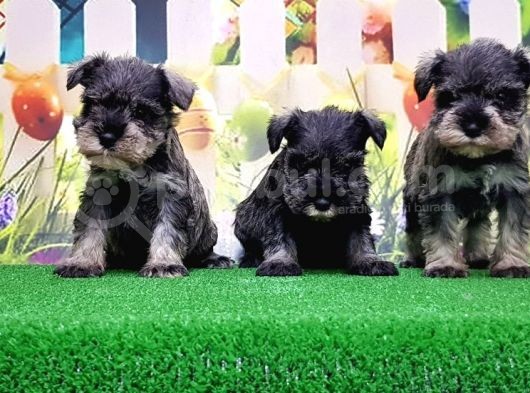 Resmi̇ Üreti̇ci̇den Mi̇nyatür Schnauzer Yavrular görsel