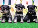 Resmi̇ Üreti̇ci̇den Mi̇nyatür Schnauzer Yavrular