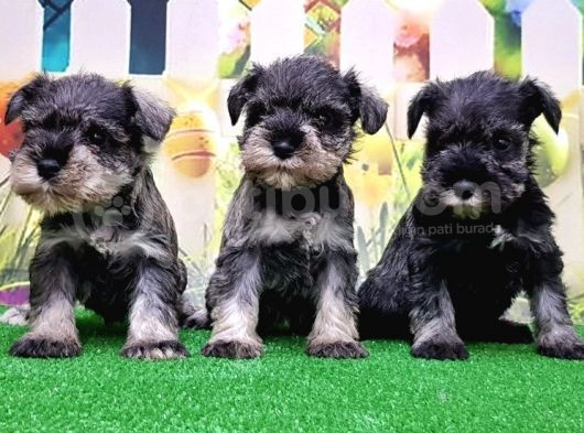 Resmi̇ Üreti̇ci̇den Mi̇nyatür Schnauzer Yavrular görsel