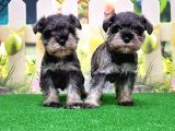 Resmi̇ Üreti̇ci̇den Mi̇nyatür Schnauzer Yavrular
