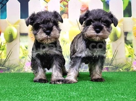Resmi̇ Üreti̇ci̇den Mi̇nyatür Schnauzer Yavrular görsel