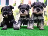 Resmi̇ Üreti̇ci̇den Mi̇nyatür Schnauzer Yavrular