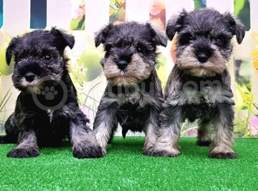 Resmi̇ Üreti̇ci̇den Mi̇nyatür Schnauzer Yavrular görsel