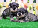 Resmi̇ Üreti̇ci̇den Mi̇nyatür Schnauzer Yavrular