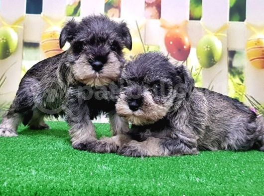 Resmi̇ Üreti̇ci̇den Mi̇nyatür Schnauzer Yavrular görsel