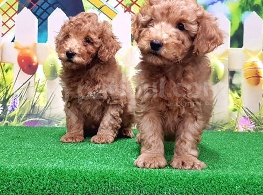 Resmi̇ Üreti̇ci̇den Toy Poodle Yavrular görsel