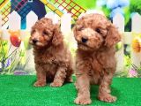 Resmi̇ Üreti̇ci̇den Toy Poodle Yavrular