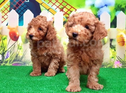 Resmi̇ Üreti̇ci̇den Toy Poodle Yavrular