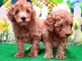 Resmi̇ Üreti̇ci̇den Toy Poodle Yavrular