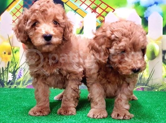 Resmi̇ Üreti̇ci̇den Toy Poodle Yavrular görsel