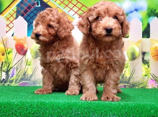 Resmi̇ Üreti̇ci̇den Toy Poodle Yavrular görsel