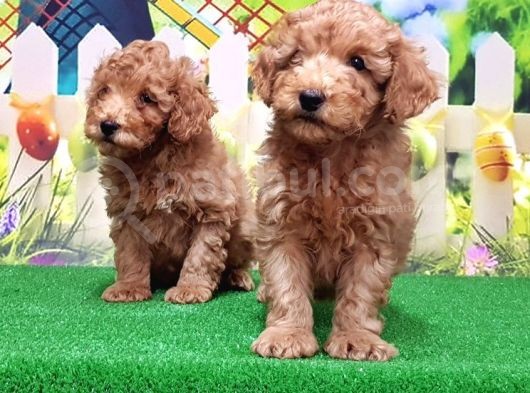 Resmi̇ Üreti̇ci̇den Toy Poodle Yavrular görsel