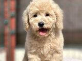 Toy Boy Orji̇nal Poodle Yavrular