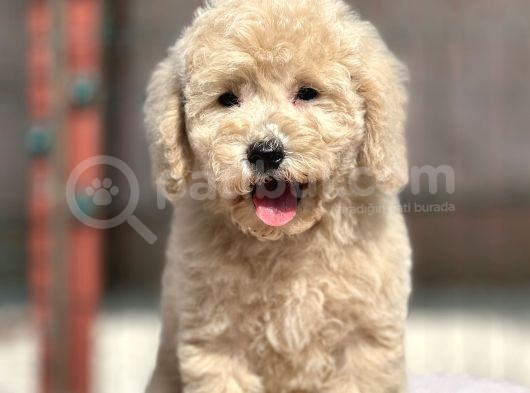 Toy Boy Orji̇nal Poodle Yavrular