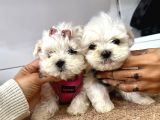 Mini Boy Maltese Ufacık Yavrular