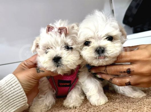 Mini Boy Maltese Ufacık Yavrular görsel