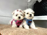 Mini Boy Maltese Ufacık Yavrular