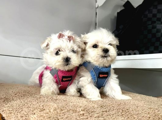 Mini Boy Maltese Ufacık Yavrular görsel