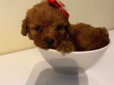 Çocuklarınıza Arkadaş Poodle Bebişlerimiz
