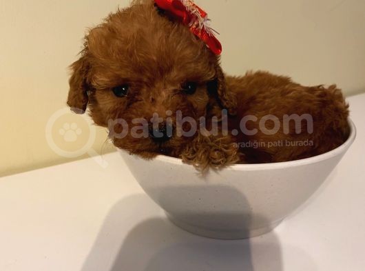 Çocuklarınıza Arkadaş Poodle Bebişlerimiz