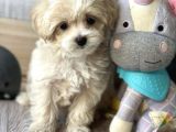 Maltipoo Mini boy Kıvırcık Yavrulr