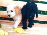 Baby Face Tuvalet Eği̇ti̇mli̇ Safkan Orji̇nal Toy Poodle Yavrular