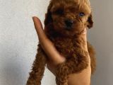 Aşılı Pasaportlu Toypoodle Bebişler