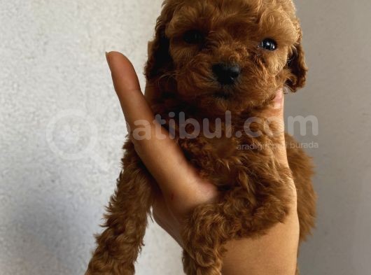 Aşılı Pasaportlu Toypoodle Bebişler görsel