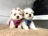 Mini Boy Maltese Ufacık Yavrular