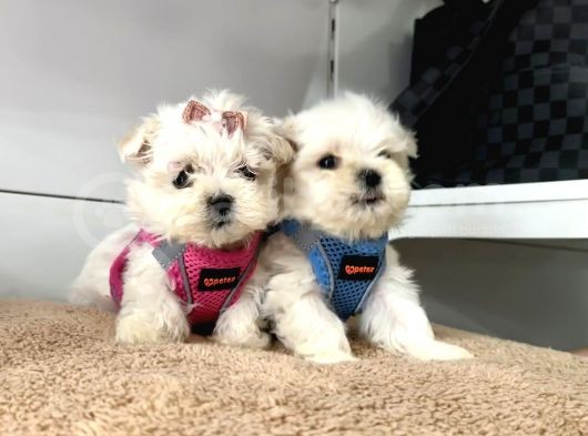 Mini Boy Maltese Ufacık Yavrular görsel