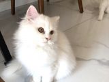 British Longhair Erkek