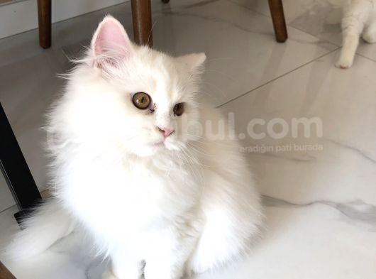 British Longhair Erkek görsel