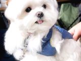Malteseterrier Sıfır Numara Kore Orjinal Garantili Safkan
