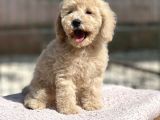 Toy Boy Orji̇nal Poodle Yavrular