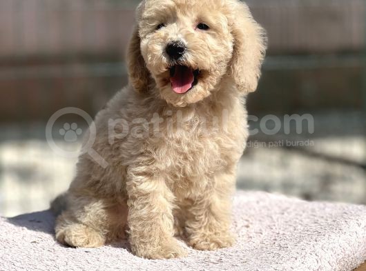 Toy Boy Orji̇nal Poodle Yavrular görsel