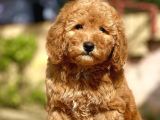 Show Kali̇te Toy Poodle Bebekler