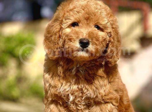 Show Kali̇te Toy Poodle Bebekler görsel