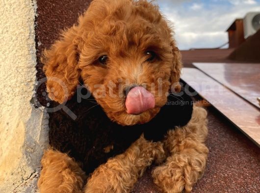 Sağlık Ve Ömür Boyu Irk Garantili Poodle Yavrularımız görsel
